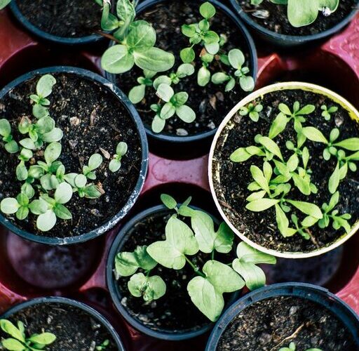 How to Start a Small Herb Garden Indoors: A Beginner’s Guide